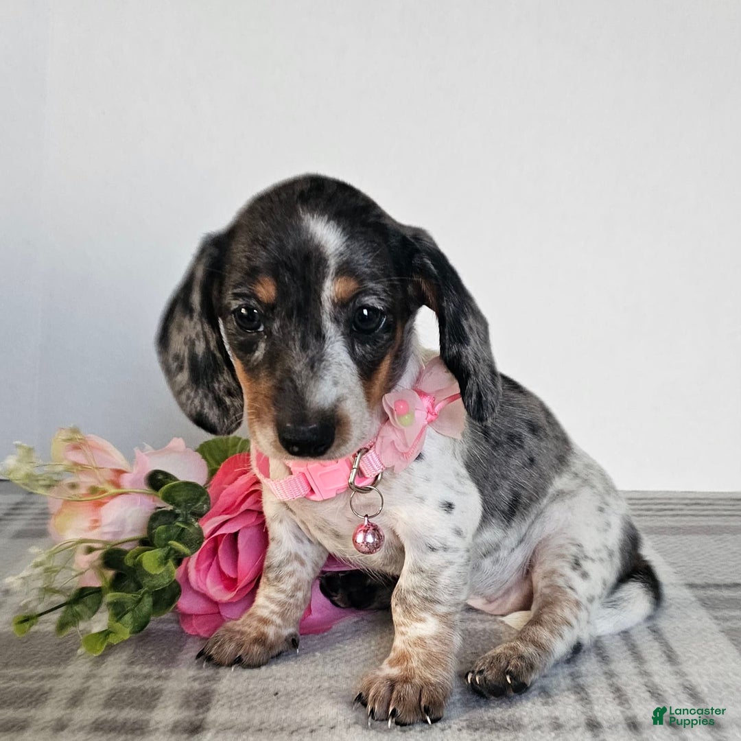 Dachshund dogs for sale: Miss Bailey - Image 13