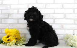 Mini Aussiedoodle dogs for sale: Blackie - Image 3