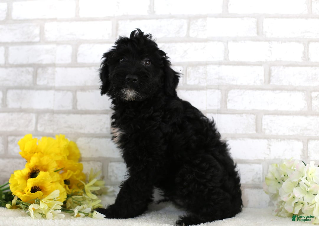 Mini Aussiedoodle dogs for sale: Blackie - Image 3