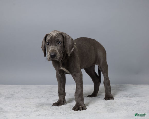 Great Dane dogs for sale - Ad 5