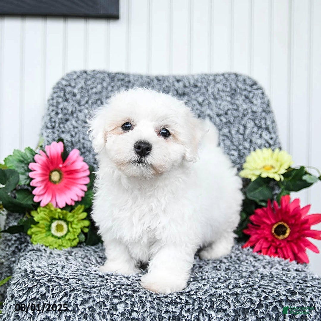 Teddy Bear dogs for sale: Cupcake - Image 2