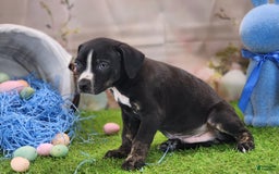 Catahoula Leopard Dog dogs for sale: Juliet 2025 M4 Catahoula Puppy - Image 4
