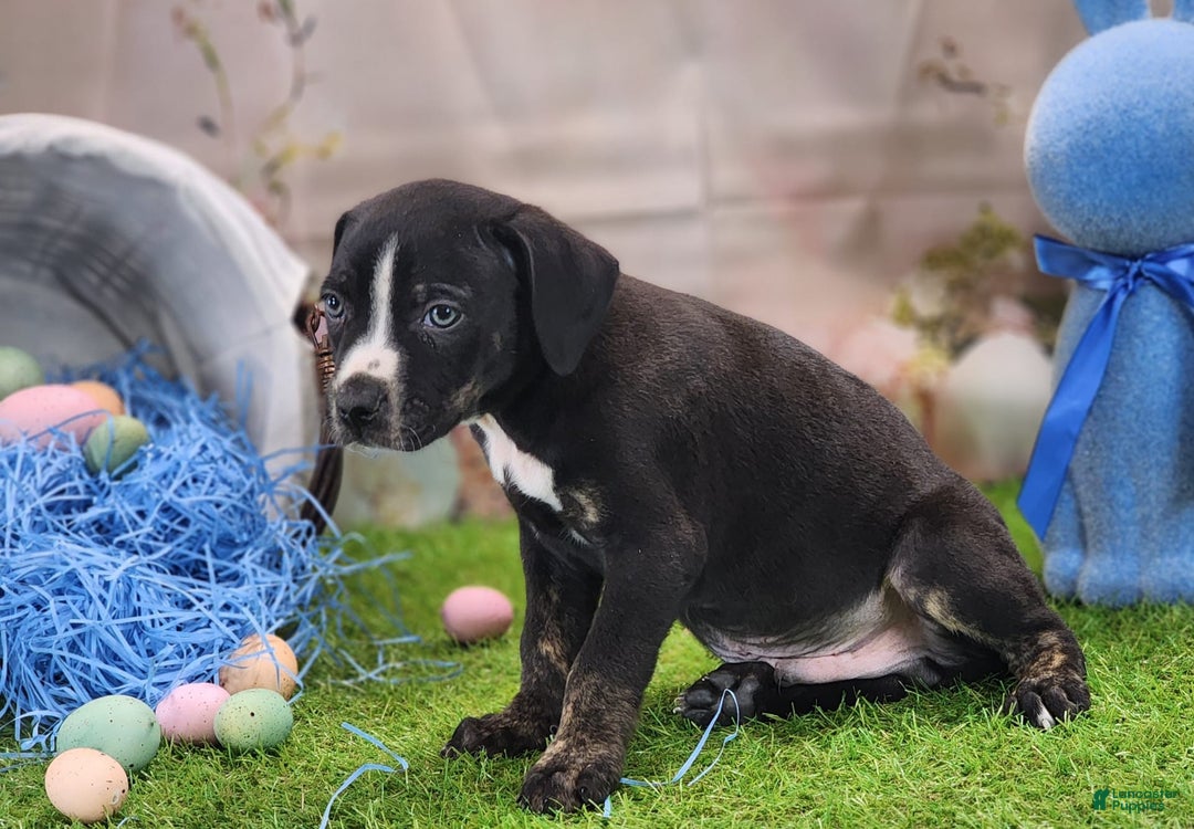 Catahoula Leopard Dog dogs for sale: Juliet 2025 M4 Catahoula Puppy - Image 4