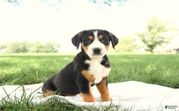 Greater Swiss Mountain Dog dogs for sale: Georgia - Image 5
