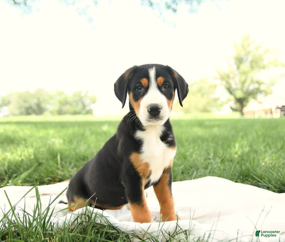 Greater Swiss Mountain Dog dogs for sale: Georgia - Image 5