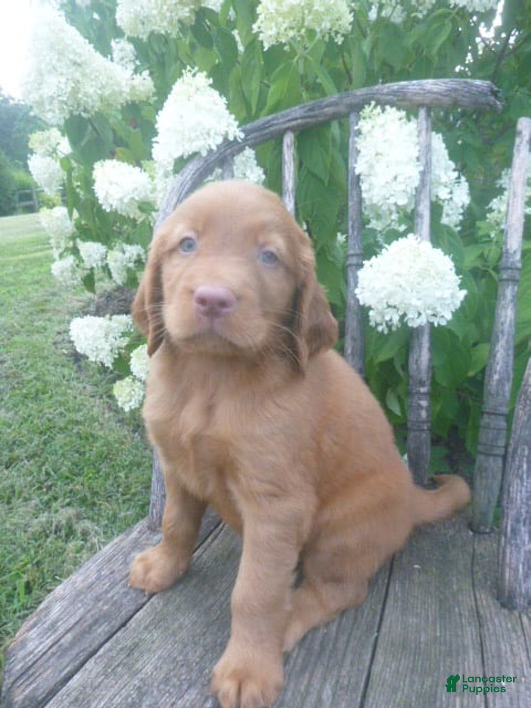 Golden Retriever dogs for sale: Finn - Image 1