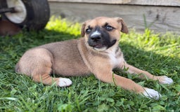 Boxer dogs for sale: Boxer 7 puppies - Image 12