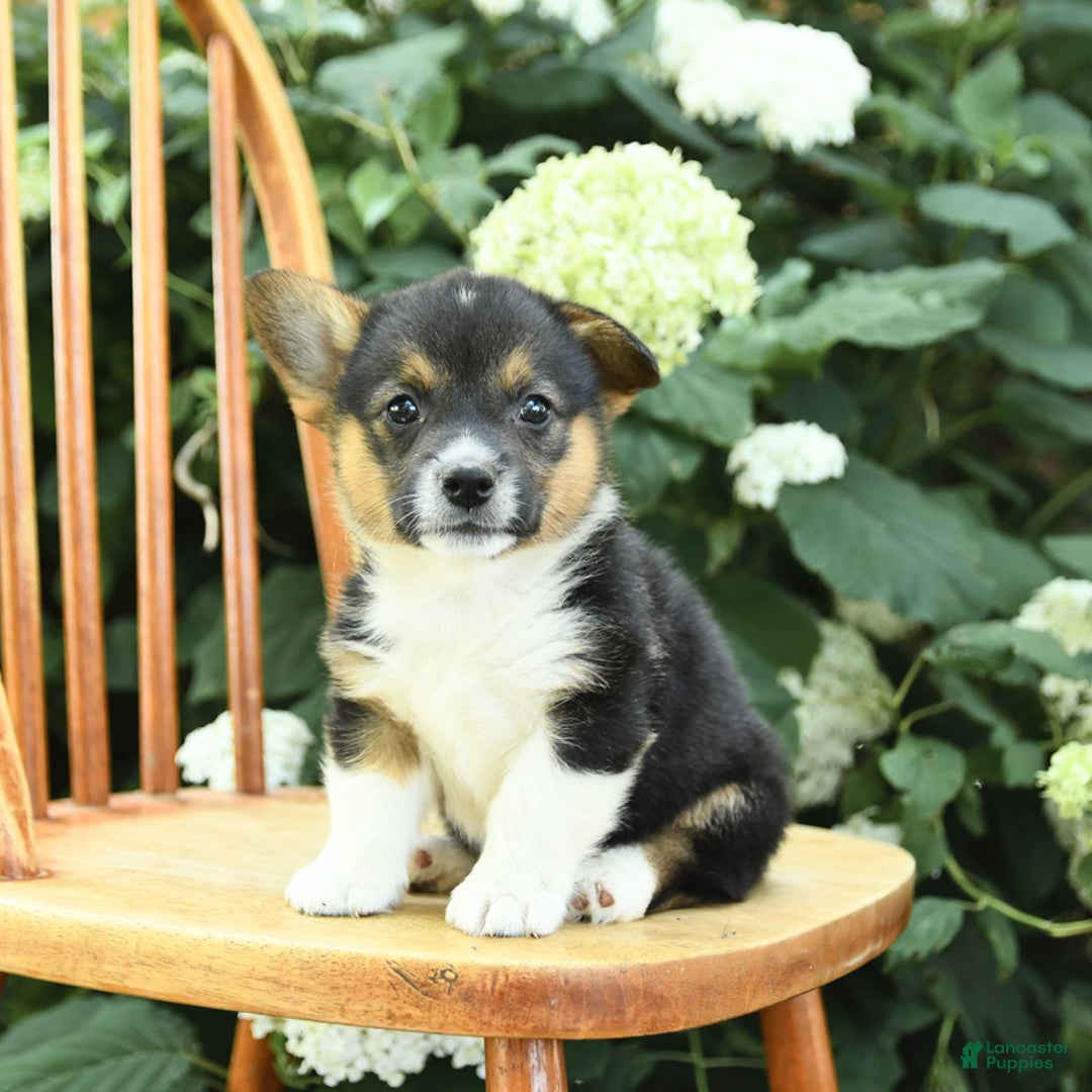 Welsh Corgi Pembroke dogs for sale: Pluto - Image 2