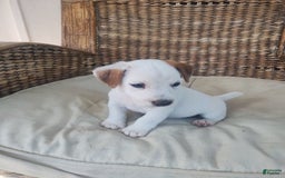 Jack Russell Terrier dogs for sale: Jimmy - Image 5