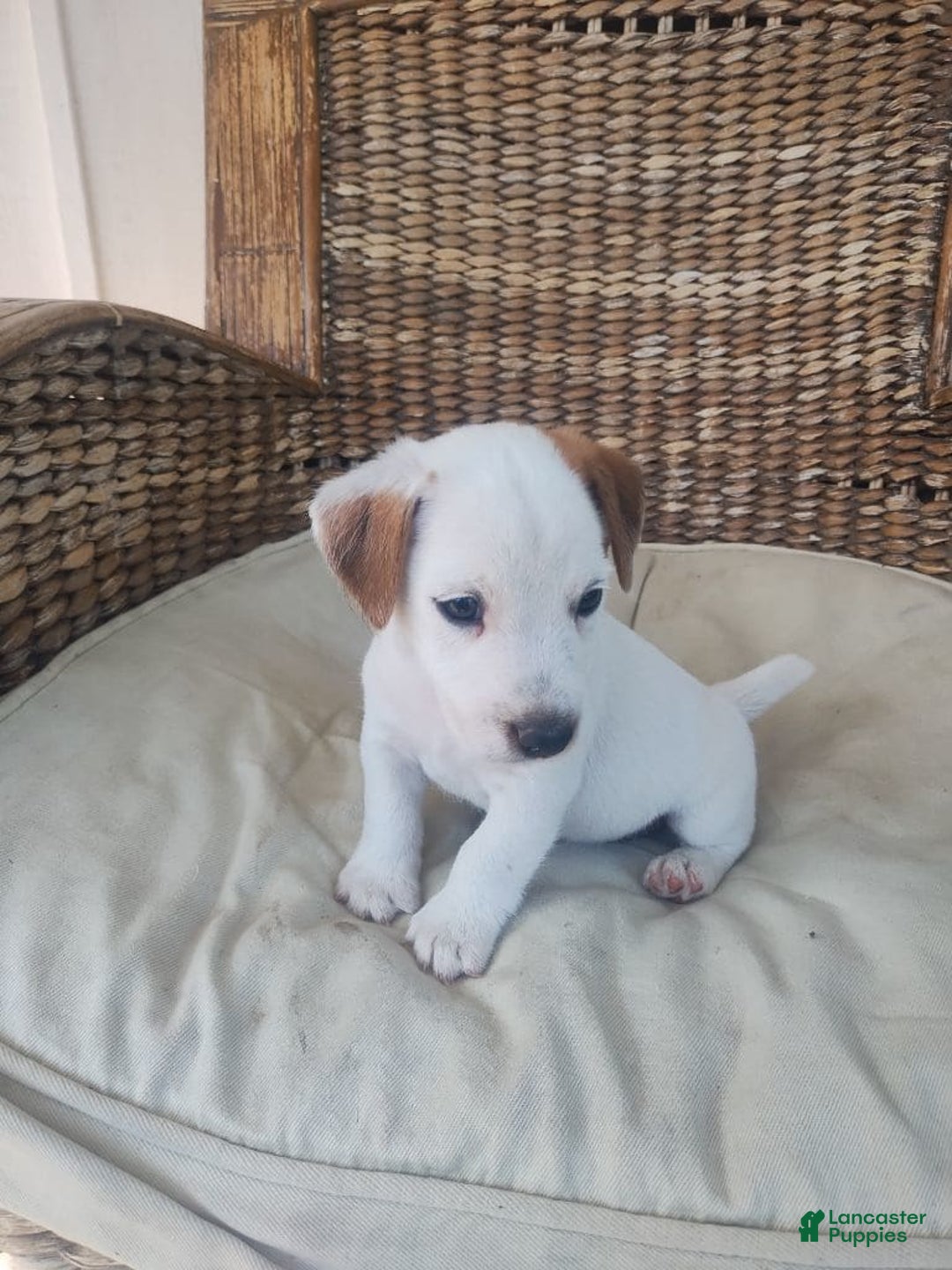 Jack Russell Terrier dogs for sale: Jimmy - Image 5
