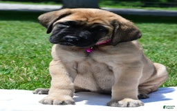 English Mastiff dogs for sale: Vada - Image 3