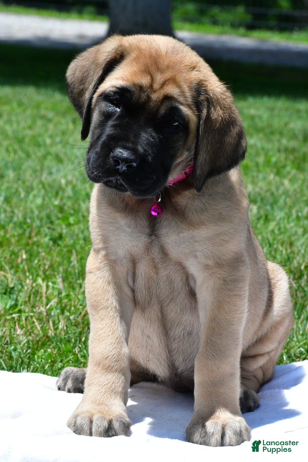 English Mastiff dogs for sale: Vada - Image 3
