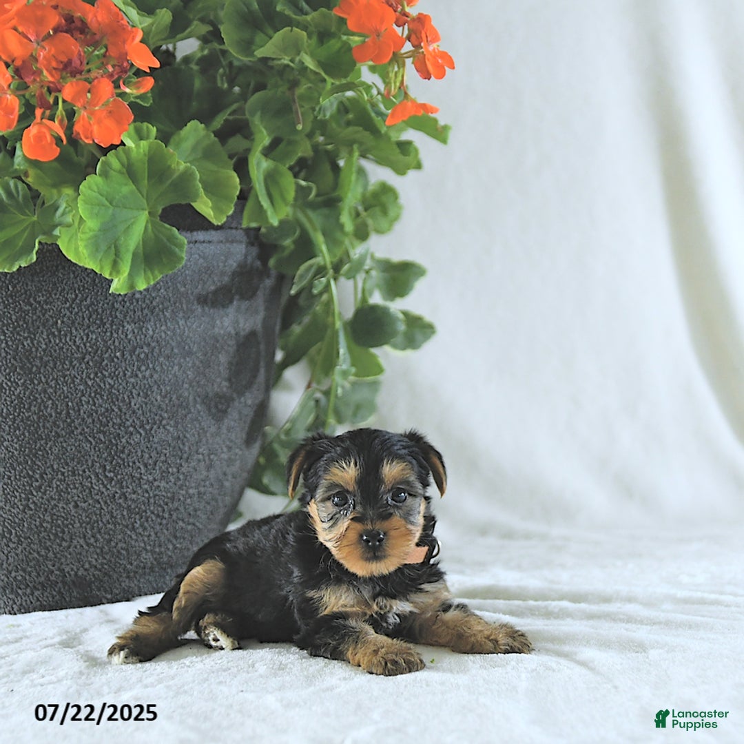 Yorkshire Terrier dogs for sale: Kona - Image 1