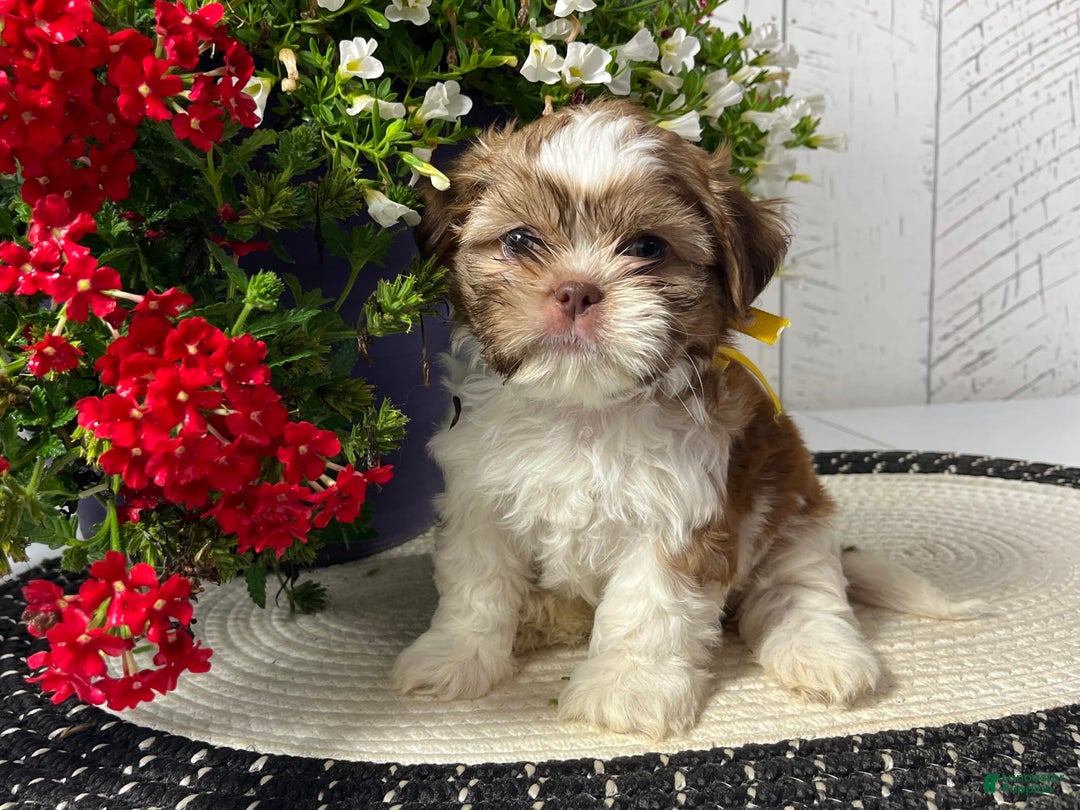 Shih Tzu dogs for sale: Argo - Image 3