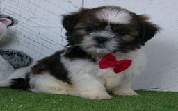 Shih Tzu dogs for sale: Gabe - Image 3