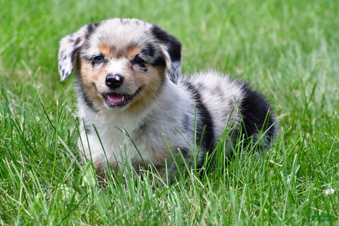 Australian Shepherd dogs for sale: Bella - Image 7