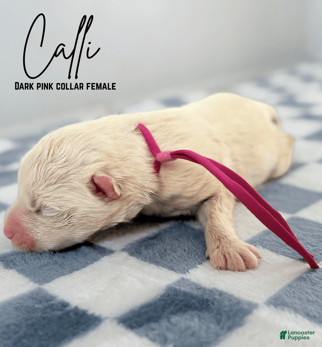 Samoyed dogs for sale: Calli - Image 1