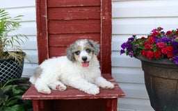 Miniature Poodle dogs for sale: Bingo - Image 2