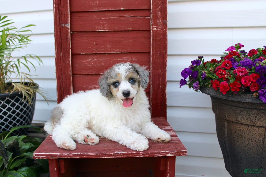 Miniature Poodle dogs for sale: Bingo - Image 2