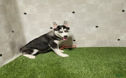 Siberian Husky dogs for sale: Lannie - Image 5