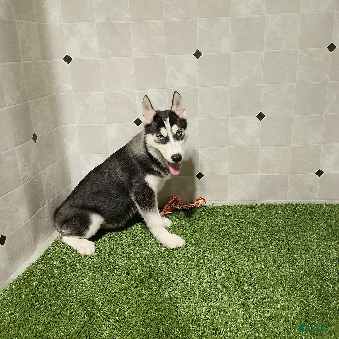 Siberian Husky dogs for sale: Lannie - Image 5