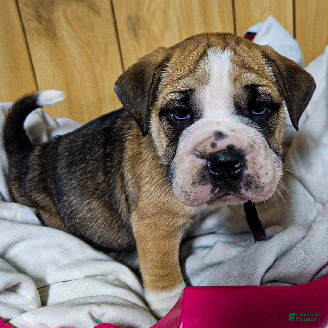 Puggle dogs for sale: Tammy - Image 5