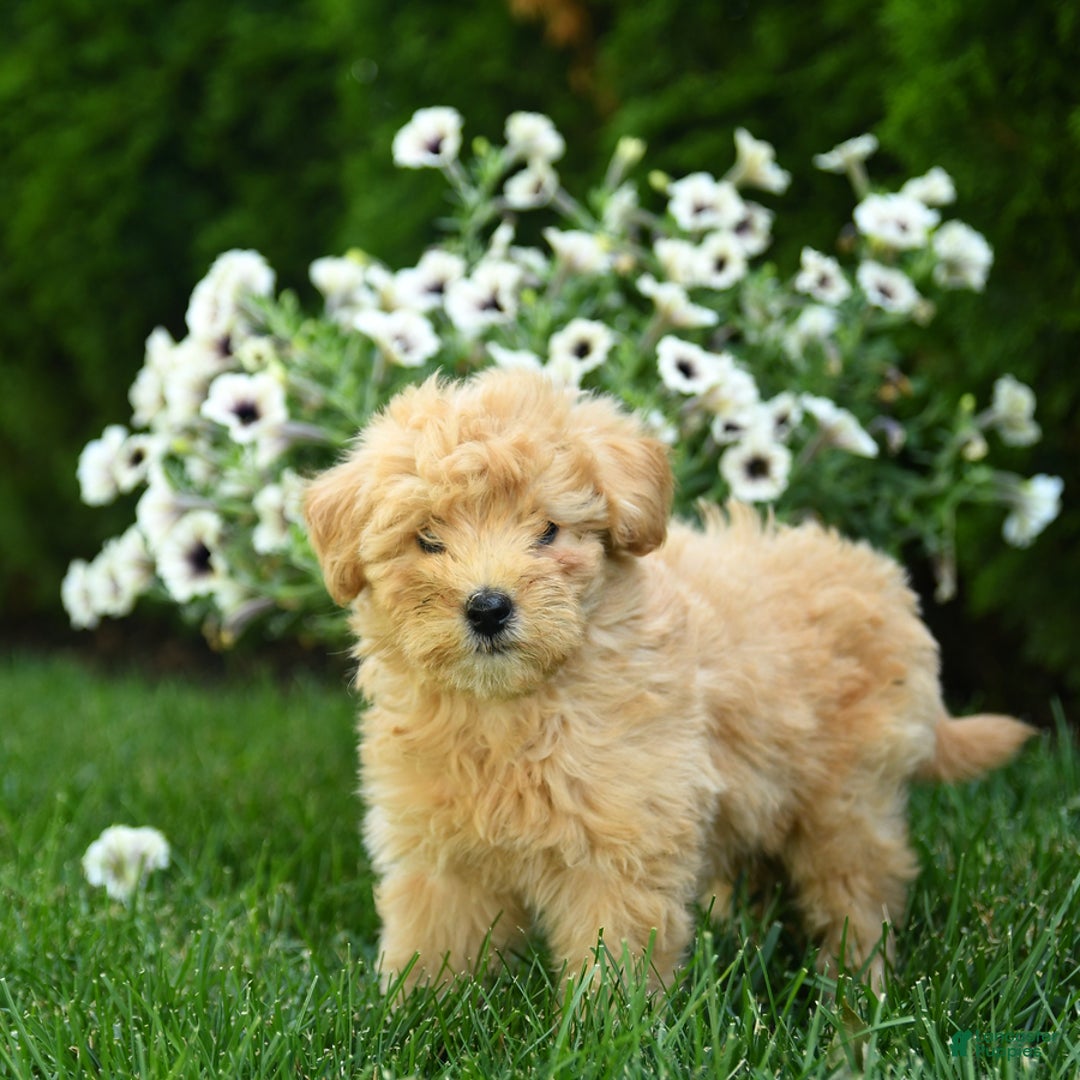 Mini Goldendoodle dogs for sale: Lane - Image 3