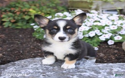 Welsh Corgi Pembroke dogs for sale: Isabelle - Image 2