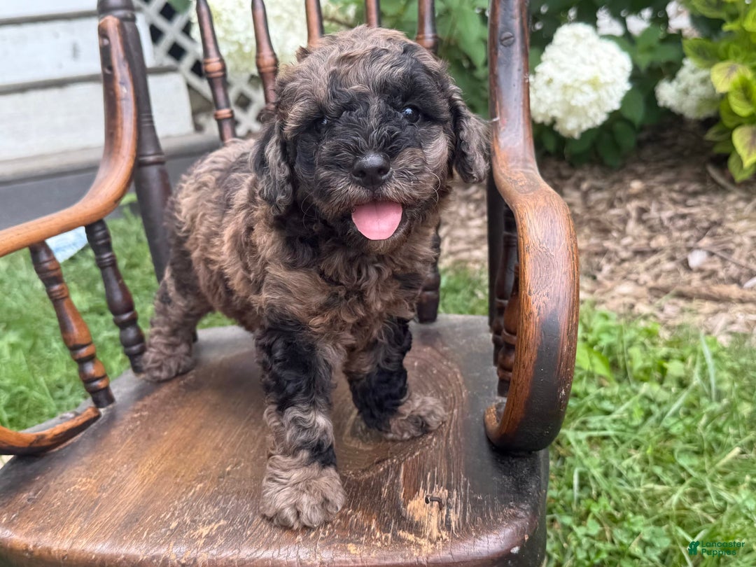 Goldendoodle dogs for sale: Buddy - Image 5