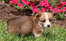 Welsh Corgi Pembroke dogs for sale: Kendra - Image 7