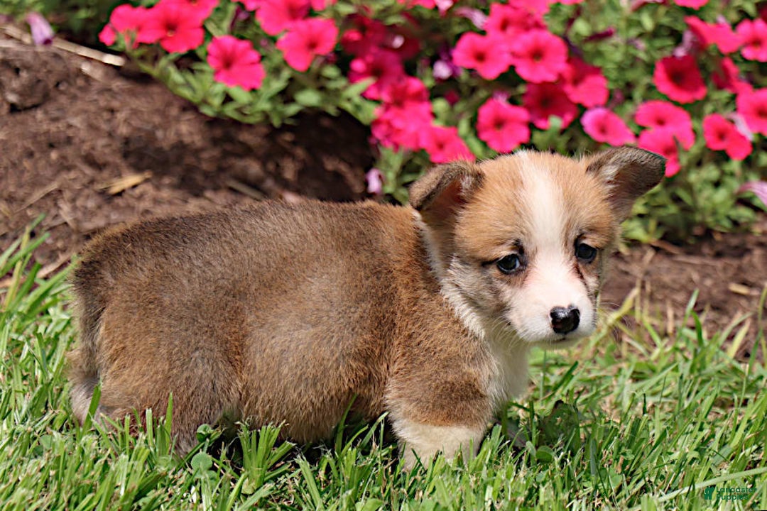 Welsh Corgi Pembroke dogs for sale: Kendra - Image 7
