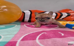 French Bulldog dogs for sale: French Bulldog 5 puppies - Image 12