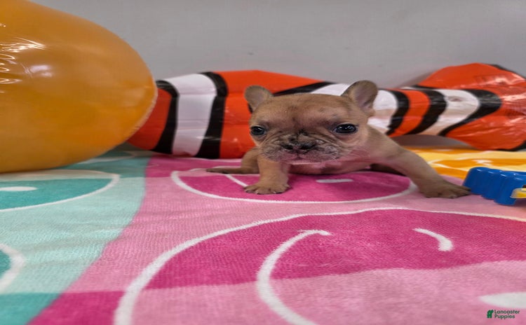 French Bulldog dogs for sale - Ad 1