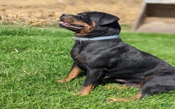 Rottweiler dogs for sale: Everly - Image 3
