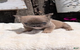 French Bulldog dogs for sale: Talia - Image 9
