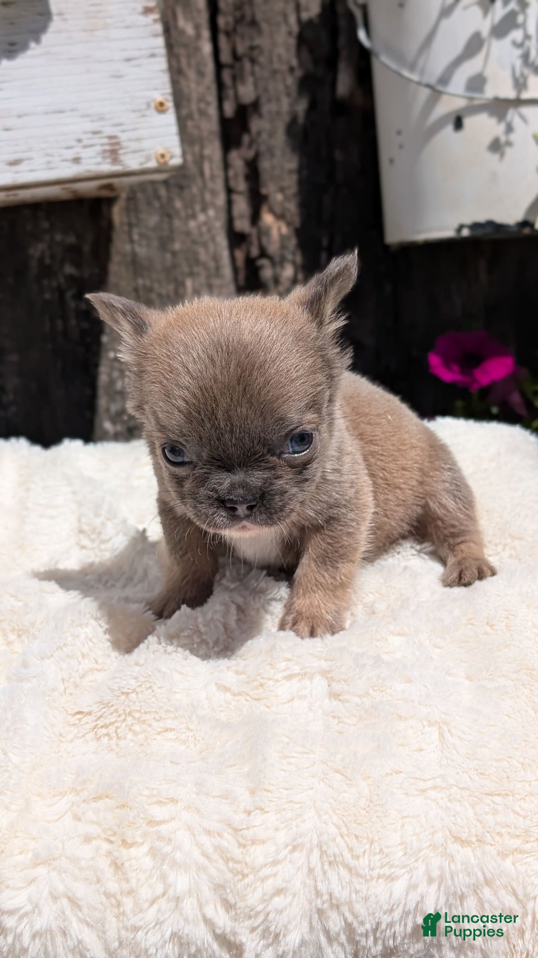 French Bulldog dogs for sale: Talia - Image 9