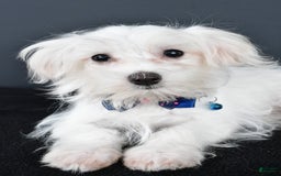 Maltese dogs for sale: Bo - Image 4