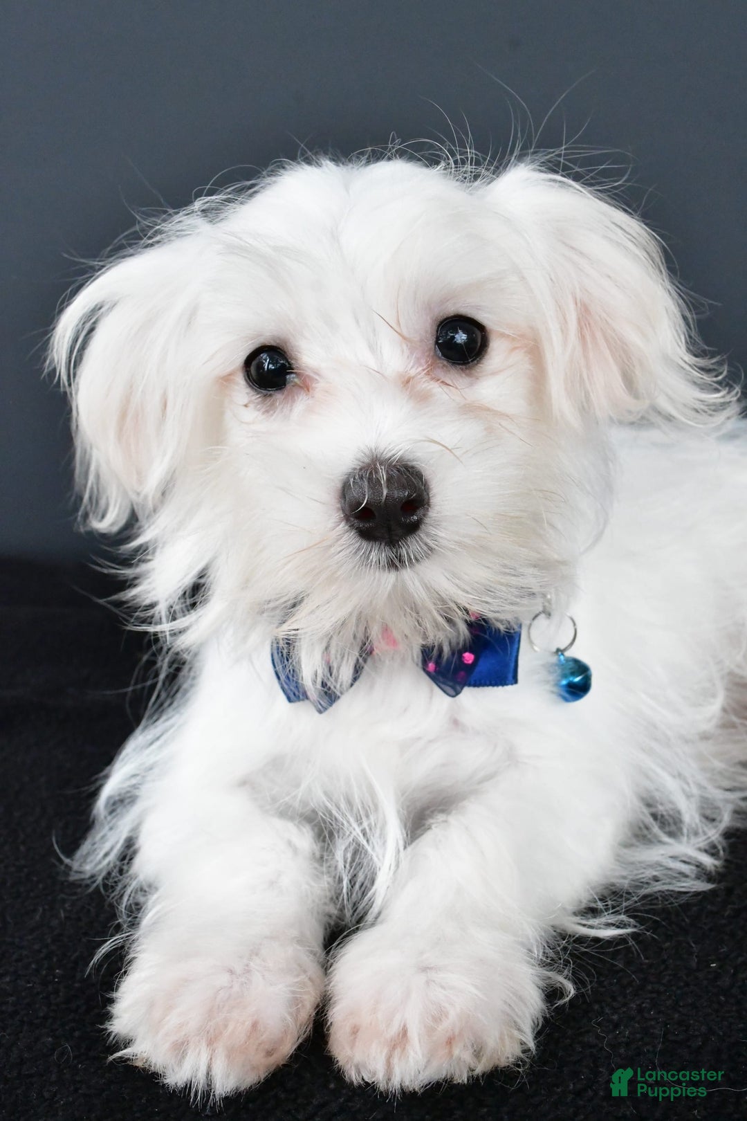 Maltese dogs for sale: Bo - Image 4