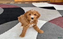 Cockapoo dogs for sale: Tim - Image 5
