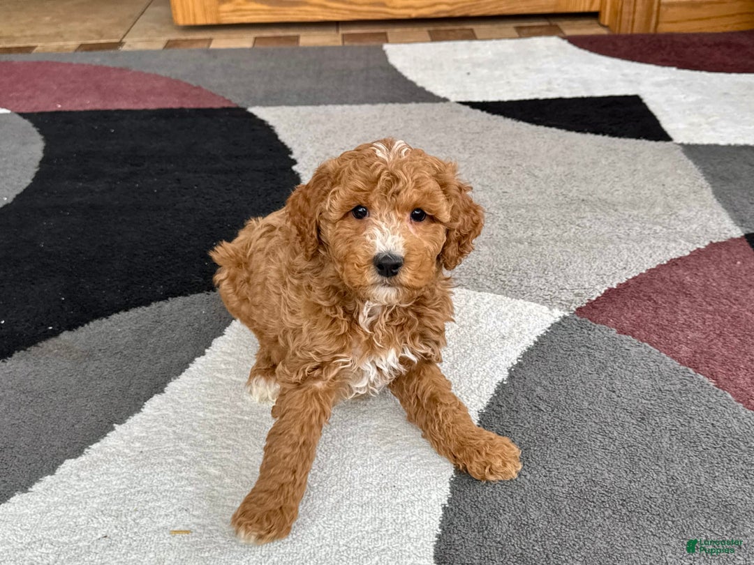 Cockapoo dogs for sale: Tim - Image 5