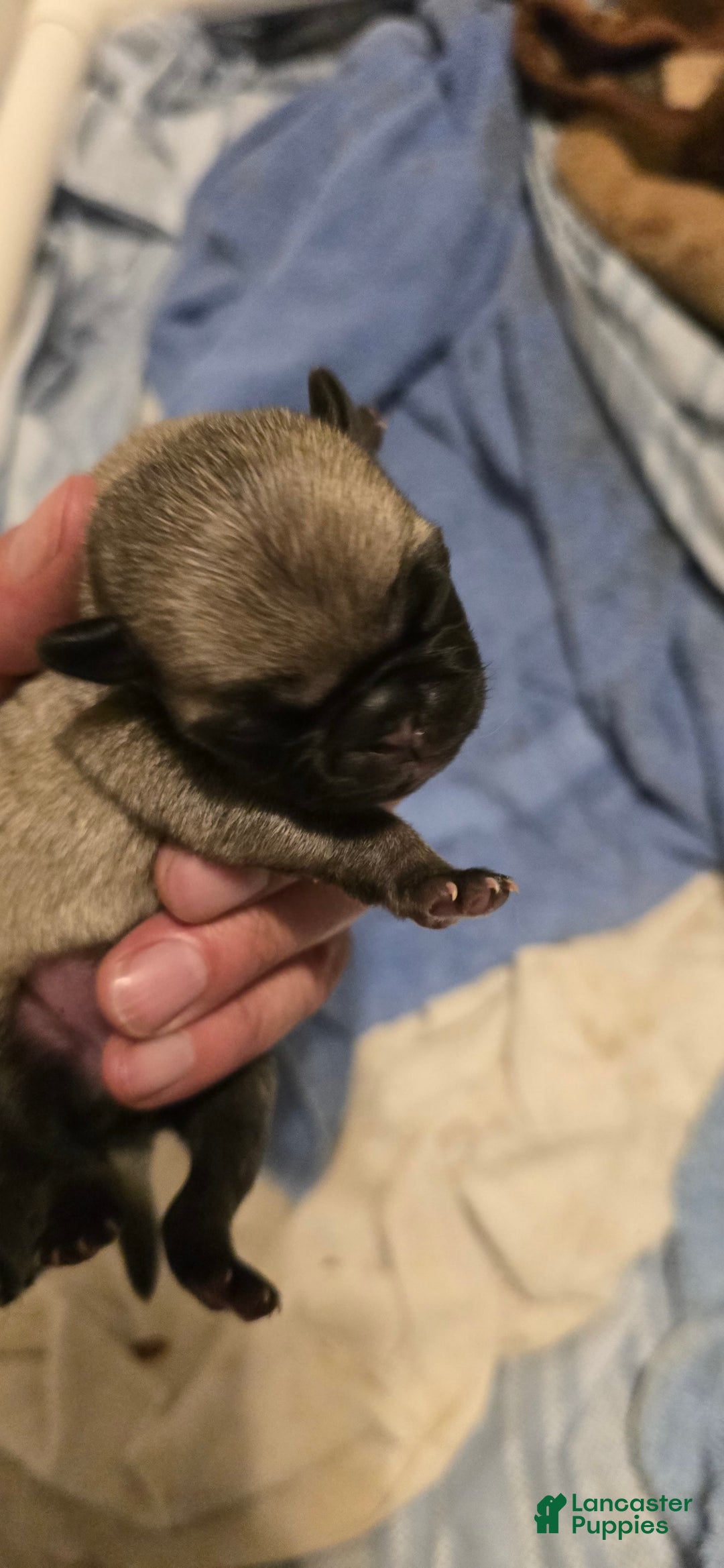 Pug dogs for sale: Derek - Image 1