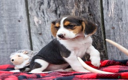 Beagle dogs for sale: Kit Kat - Image 2