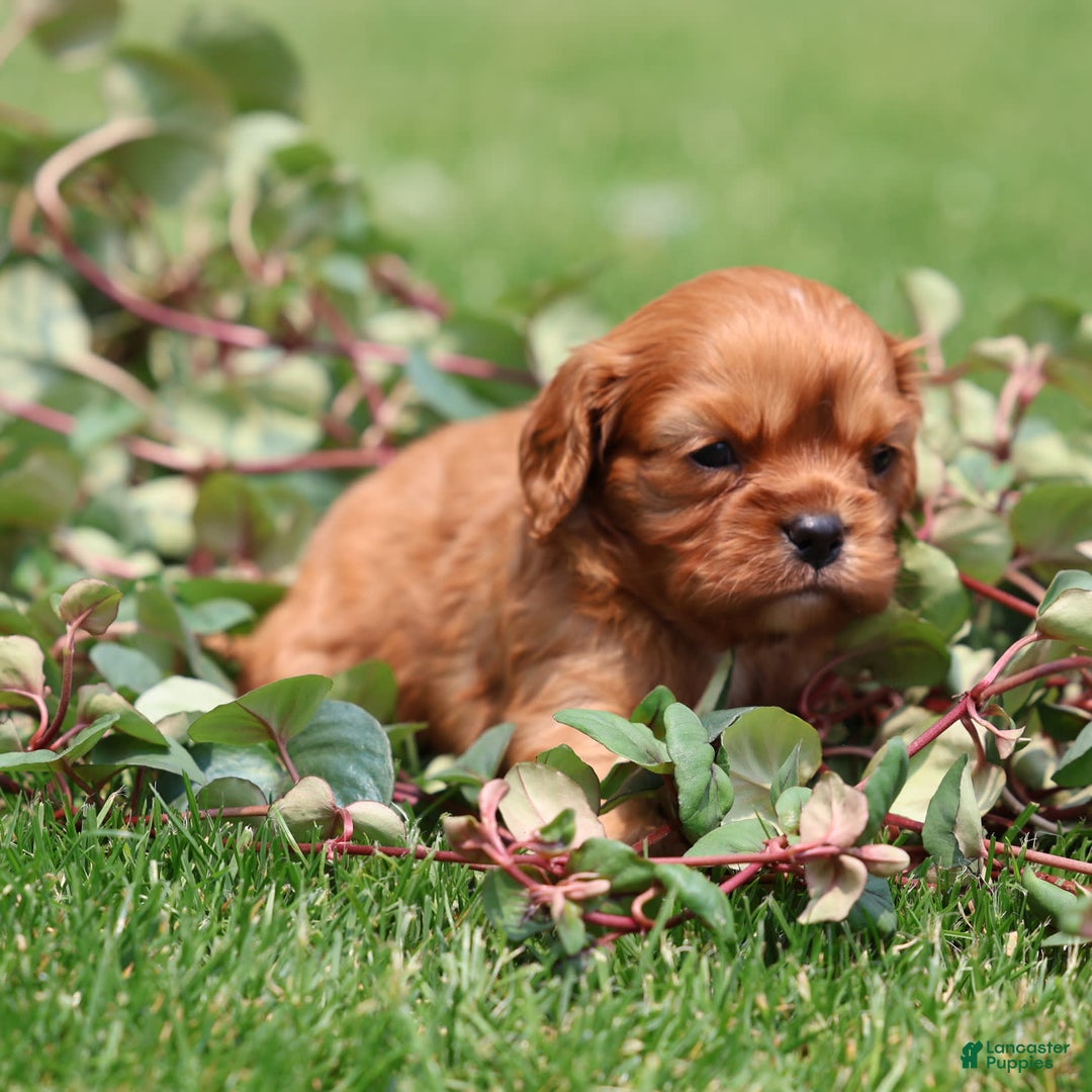 Cavalier King Charles Spaniel dogs for sale: Jax - Image 4