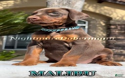 Doberman Pinscher dogs for sale: Malibu - Image 24