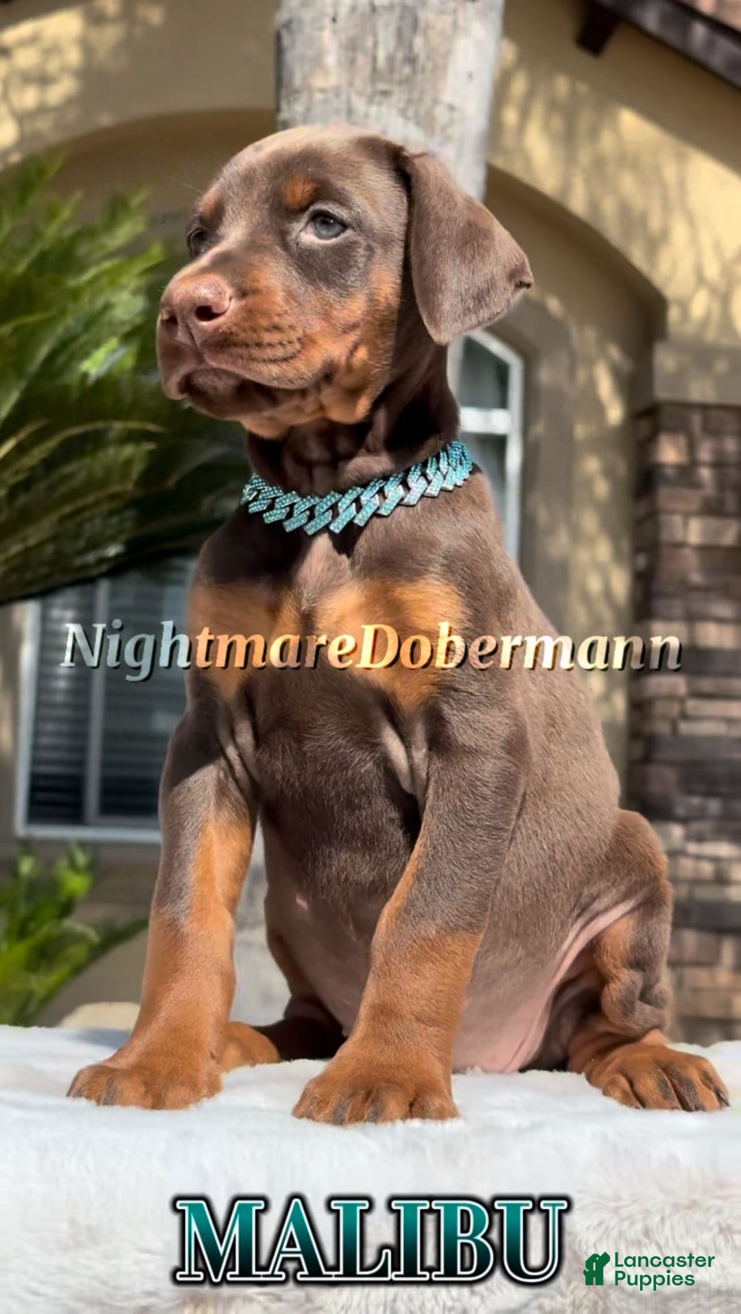 Doberman Pinscher dogs for sale: Malibu - Image 24