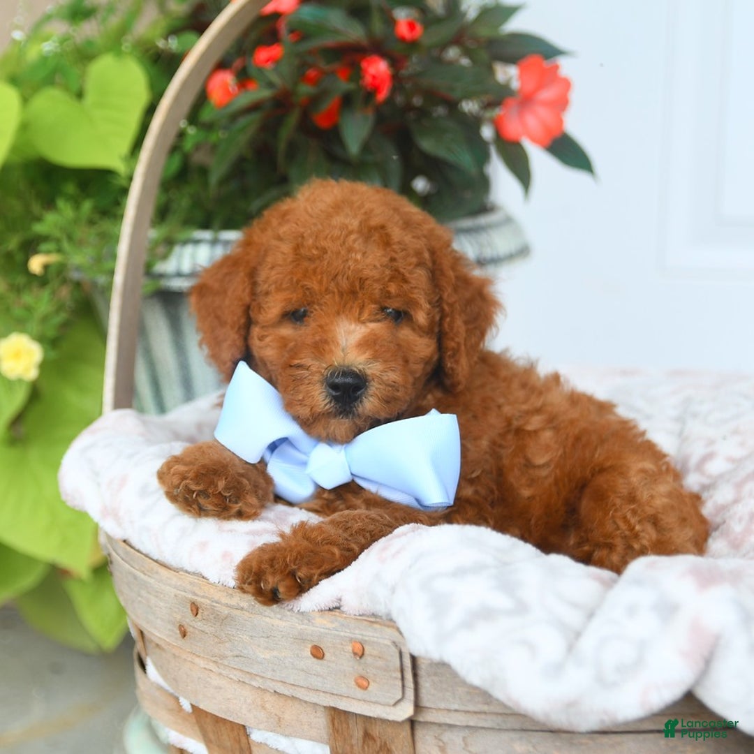 Bichpoo dogs for sale: Miller - Image 2