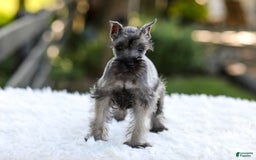 Miniature Schnauzer dogs for sale: Baxter - Image 10