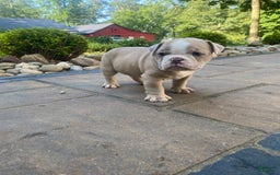 English Bulldog dogs for sale: Champ - Image 7