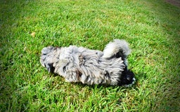 Havapoo dogs for sale: Elvis - Image 11