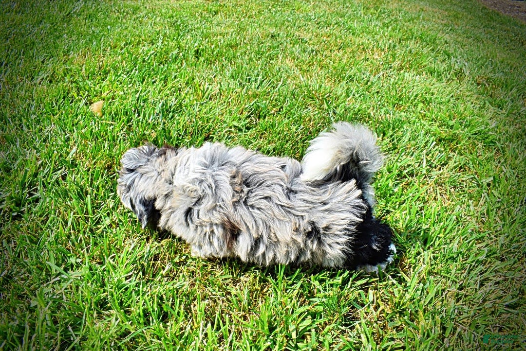 Havapoo dogs for sale: Elvis - Image 11